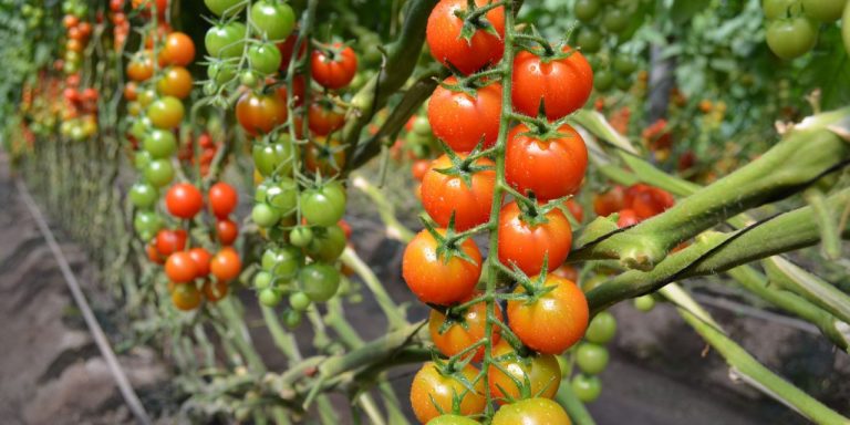 Lee más sobre el artículo Los privilegios de la UE al agronegocio en Marruecos abocarían a España a ser importador neto de tomates en 2035